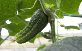 Cornichons